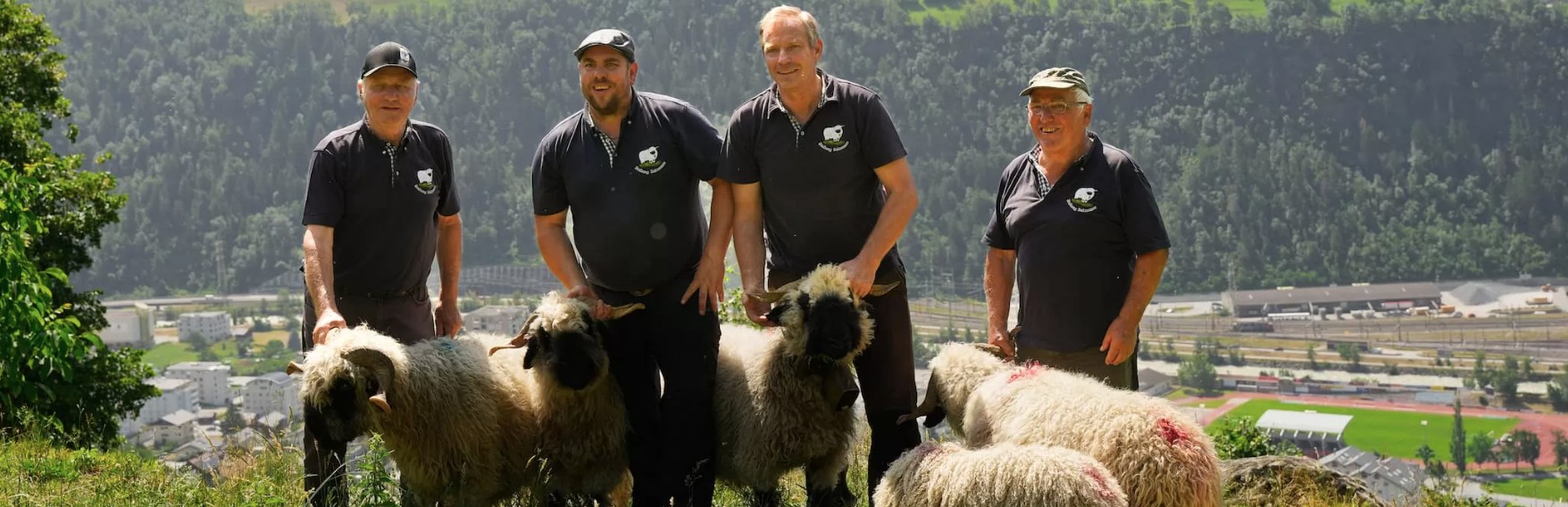 Schwarznasenschafe